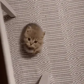 🐈 062ca6d3 子猫, 猫, かわいい, 動物, ペット, 家畜 telegram sticker