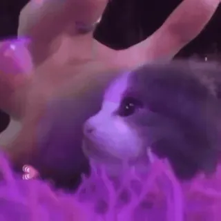 ❤️ 0ddc1049 子犬, 可愛い, 動物, 犬, ペット telegram sticker