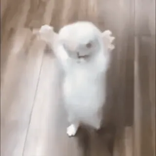 🐈 30e0cd33 猫, 面白い, 子猫, ダンス, 動物, かわいい telegram sticker