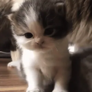 🐈 35dbee93 子猫, 猫, ペット, 動物, かわいい, ネコ telegram sticker