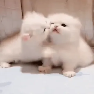 💗 3b5bebbb 子猫, 猫, かわいい, 動物, ペット, ふわふわ, 白い子猫 telegram sticker