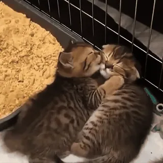 💗 3ff7b09b 猫, 子猫, 動物, かわいい, ペット telegram sticker