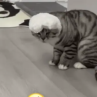 🦶 42e5d5a9 猫, 面白い, 動物, 子猫, 可愛い telegram sticker