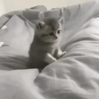 🐈 58f9522b 子猫, 猫, かわいい, ペット, 動物 telegram sticker