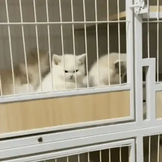 😡 6292944a 猫, 子猫, 白, かわいい, ケージ, 動物, ペット telegram sticker