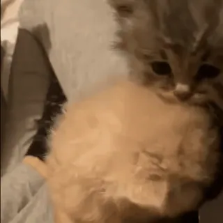 ❤️ 798347bf 子猫, 猫, かわいい, 動物, ペット, 家畜 telegram sticker