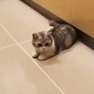 🪦 c557b90b 猫, 子猫, 動物, かわいい, ペット telegram sticker