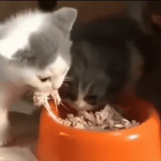 ❔ dd9b23a6 子猫, 食べる, 猫, 食べ物, 動物 telegram sticker