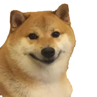 🐕 1be07cb2 Doge hond, Shiba Inu, meme, doge telegram sticker