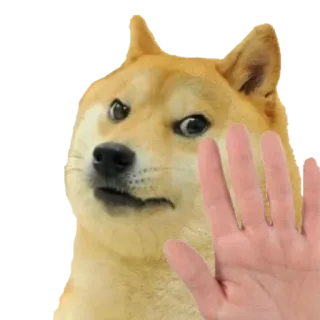 🤚 42ae76ec Doge doge, hond, meme, nee, stop, hand telegram sticker