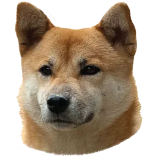 🙂 4b689f45 hond, dier, huisdier, shiba inu, schattig telegram sticker