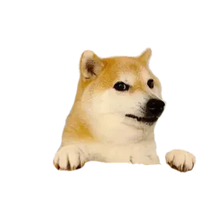 👀 6ec2c6c6 Doge hond, shiba inu, meme, dier, grappig telegram sticker