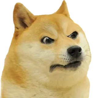 🐕 7603a1c1 Doge hond, meme, grappig, boos, shiba inu telegram sticker