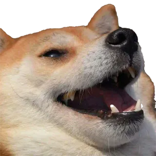 😂 aaf513b2 hond, shiba inu, dier, meme, boos, tanden telegram sticker