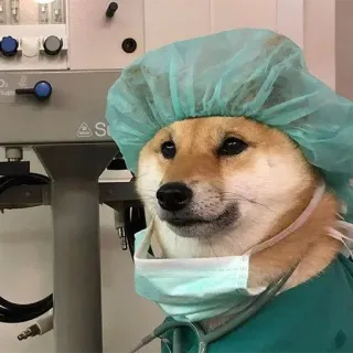 💉 b04f70af hond, chirurg, dokter, ziekenhuis, medisch, dier telegram sticker