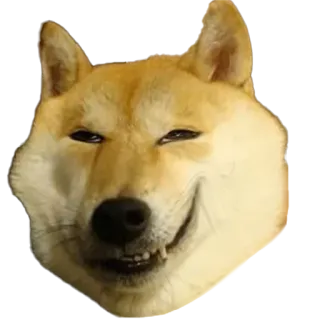 😃 cc6c5277 Doge, Hond, Meme, Shiba Inu telegram sticker