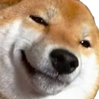 😊 e714f83c Doge doge, meme, hond, shiba inu, internet meme, zelfgenoegzaam telegram sticker