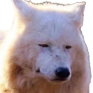 😕 f6230425 hond, wolf, wit, dier, huisdier telegram sticker