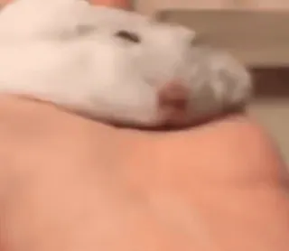 🐹 0cb1f2da hamster, animal, animal de compagnie, blanc, mignon, rongeur telegram sticker