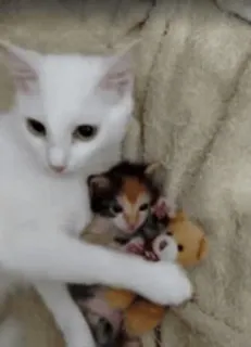 💪 44cdc764 chat, chaton, mignon, animal, animal de compagnie, adorable, calico, nounours telegram sticker