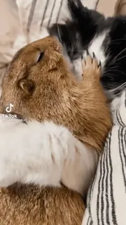 🐈 55c84299 animaux, animal de compagnie, écureuil, chat, amitié, mignon telegram sticker