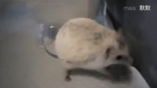 🤬 99a6e605 animal, souris, rongeur telegram sticker