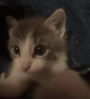 💋 9c01283c chat, chaton, animal, animal de compagnie, mignon, domestique telegram sticker