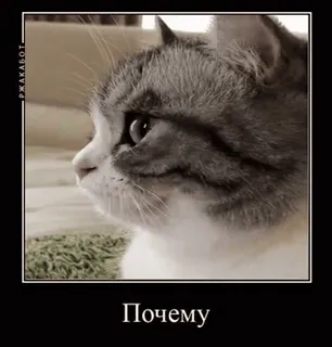 🌟 25dfab07 Почему gatto, meme, carino, animale telegram sticker