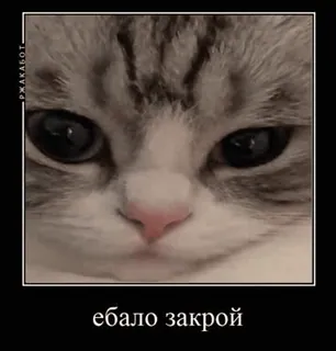 🌟 2ff0f6d6 ебало закрой gatto, meme, offensivo, russo telegram sticker