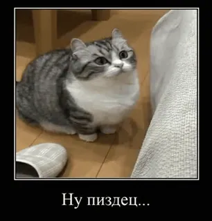 🌟 314df243 Ну пиздец... gatto, russo, imprecazioni, meme, demotivazionale telegram sticker