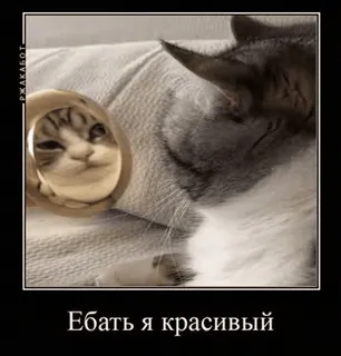 🌟 5ce61dbe Ебать я красивый gatto, specchio, divertente, meme telegram sticker