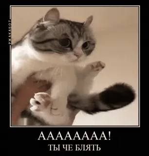 😳 64136780 AAAAAAAA!
ТЫ ЧЕ БЛЯТЬ gatto, divertente, meme, russo, parolaccia, offensivo telegram sticker