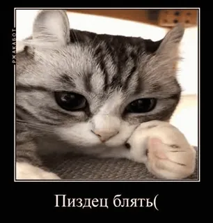 🌟 677999ef Пиздец блять( gatto, russo, offensivo, meme telegram sticker