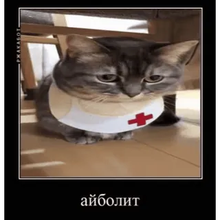 🤿 796f3081 айболит gatto, dottore, carino, animale, animale domestico, divertente telegram sticker