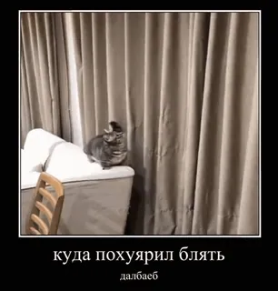 🏃 85669667 куда похуярил блять gatto, russo, offensivo, meme, animale telegram sticker