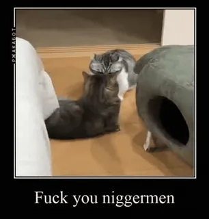 🙊 937f448d Fuck you niggermen gatti, offensivo, incitamento all'odio telegram sticker