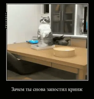 🤢 a12699d3 Зачем ты снова запостил кринж gatto, meme, tavolo, animale, divertente, imbarazzante, russo telegram sticker