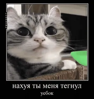 🌟 a75ee955 нахуя ты меня тегнул
уебок gatto, meme, divertente, offensivo, animale telegram sticker