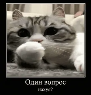 🌟 0ede805e Один вопрос нахуя? кот, смешной, мем, русский, животное, милый telegram sticker