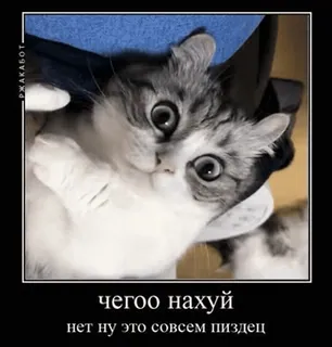 🌟 16a6c1a3 ЧЕГОО НАХУЙ
нет ну это совсем пиздец кот, мем, оскорбительная лексика, животное telegram sticker