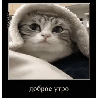 🌄 2806fd2b доброе утро кот, доброе утро, милый, животное, мем telegram sticker