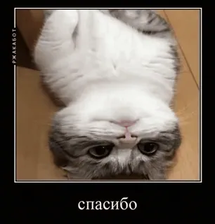 🌟 2c46d376 спасибо кот, спасибо, питомец, животное, милый telegram sticker
