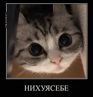 🌟 3ece91bd НИХУЯСЕБЕ кот, животное, мем, смешной, русский, текст, милый telegram sticker