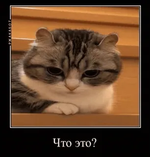 🌟 48072943 Что это? кот, мем, смешной, русский, животное, милый, питомец telegram sticker