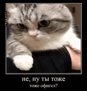 🌟 49e3c6e6 не, ну ты тоже тоже офигел? кот, мем, русский, милый, животное telegram sticker