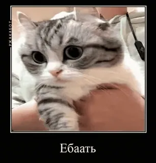 🌟 51f72c50 Ебаать кот, мем, смешной, милый, животное telegram sticker