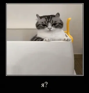 🌟 54dcb2a8 Я? кот, милый, мем, смешной, вопрос, питомец telegram sticker