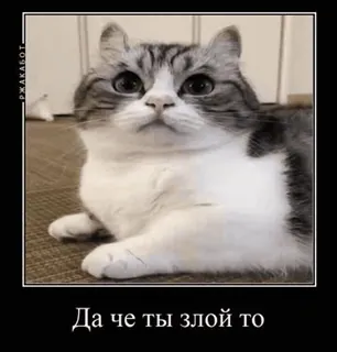 🌟 55214ea6 Да че ты злой то кот, милый, мем, животное, русский telegram sticker