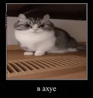 🌟 60afc1d4 в ахуе кот, животное, милый, смешной, мем telegram sticker