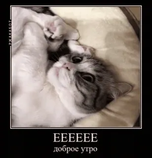 🌟 6917762c EEEEEE
доброе утро кот, доброе утро, мем, питомец, животное, юмор telegram sticker